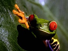 Poisonous Beauty